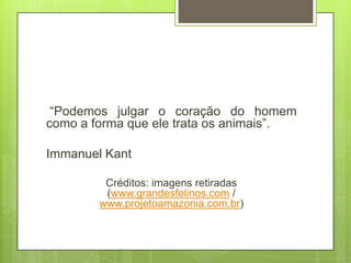 “Podemos julgar o coração do homem
como a forma que ele trata os animais”.
Immanuel Kant
Créditos: imagens retiradas
(www.grandesfelinos.com /
www.projetoamazonia.com.br)
 