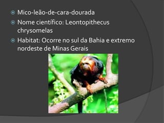  Mico-leão-de-cara-dourada
 Nome científico: Leontopithecus
chrysomelas
 Habitat: Ocorre no sul da Bahia e extremo
nordeste de Minas Gerais
 