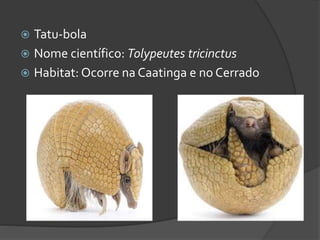  Tatu-bola
 Nome científico: Tolypeutes tricinctus
 Habitat: Ocorre na Caatinga e no Cerrado
 