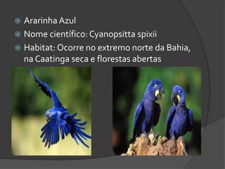  Ararinha Azul
 Nome científico: Cyanopsitta spixii
 Habitat: Ocorre no extremo norte da Bahia,
na Caatinga seca e florestas abertas
 