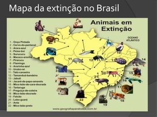 Mapa da extinção no Brasil
 