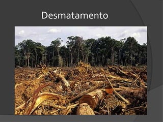 Desmatamento
 