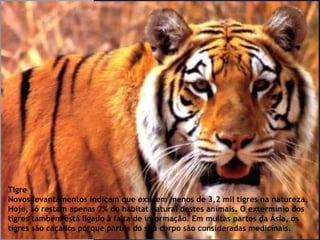Tigre
Novos levantamentos indicam que existem menos de 3,2 mil tigres na natureza.
Hoje, só restam apenas 7% do habitat natural destes animais. O extermínio dos
tigres também está ligado à falta de informação. Em muitas partes da Ásia, os
tigres são caçados porque partes do seu corpo são consideradas medicinais.
 