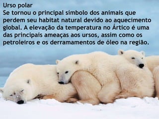 Urso polar
Se tornou o principal símbolo dos animais que
perdem seu habitat natural devido ao aquecimento
global. A elevação da temperatura no Ártico é uma
das principais ameaças aos ursos, assim como os
petroleiros e os derramamentos de óleo na região.
 