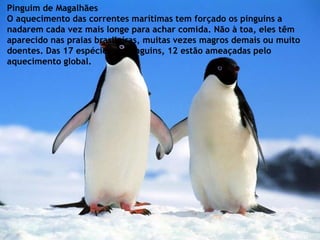 Pinguim de Magalhães
O aquecimento das correntes marítimas tem forçado os pinguins a
nadarem cada vez mais longe para achar comida. Não à toa, eles têm
aparecido nas praias brasileiras, muitas vezes magros demais ou muito
doentes. Das 17 espécies de pinguins, 12 estão ameaçadas pelo
aquecimento global.
 