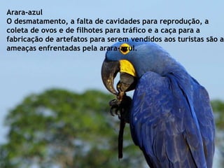 Arara-azul
O desmatamento, a falta de cavidades para reprodução, a
coleta de ovos e de filhotes para tráfico e a caça para a
fabricação de artefatos para serem vendidos aos turistas são as
ameaças enfrentadas pela arara-azul.
 