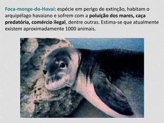Foca-monge-do-Havaí: espécie em perigo de extinção, habitam o 
arquipélago havaiano e sofrem com a poluição dos mares, caça 
predatória, comércio ilegal, dentre outras. Estima-se que atualmente 
existem aproximadamente 1000 animais. 
 