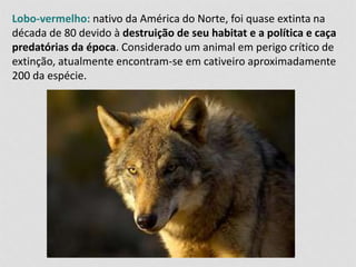 Lobo-vermelho: nativo da América do Norte, foi quase extinta na 
década de 80 devido à destruição de seu habitat e a política e caça 
predatórias da época. Considerado um animal em perigo crítico de 
extinção, atualmente encontram-se em cativeiro aproximadamente 
200 da espécie. 
 