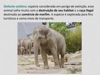 Elefante-asiático: espécie considerada em perigo de extinção, esse 
animal sofre muito com a destruição de seu habitat e a caça ilegal 
destinada ao comércio de marfim. A espécie é explorada para fins 
turísticos e como meio de transporte. 
 