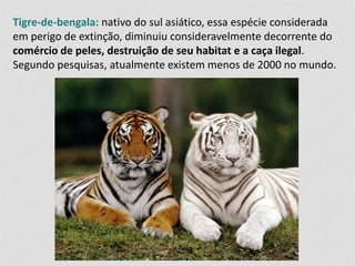 Tigre-de-bengala: nativo do sul asiático, essa espécie considerada 
em perigo de extinção, diminuiu consideravelmente decorrente do 
comércio de peles, destruição de seu habitat e a caça ilegal. 
Segundo pesquisas, atualmente existem menos de 2000 no mundo. 
 