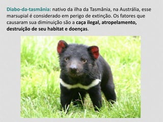 Diabo-da-tasmânia: nativo da ilha da Tasmânia, na Austrália, esse 
marsupial é considerado em perigo de extinção. Os fatores que 
causaram sua diminuição são a caça ilegal, atropelamento, 
destruição de seu habitat e doenças. 
 