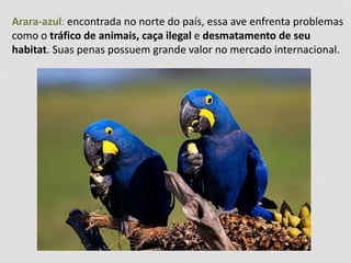 Arara-azul: encontrada no norte do país, essa ave enfrenta problemas 
como o tráfico de animais, caça ilegal e desmatamento de seu 
habitat. Suas penas possuem grande valor no mercado internacional. 
 