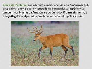 Cervo-do-Pantanal: considerado o maior cervídeo da América da Sul, 
esse animal além de ser encontrado no Pantanal, sua espécie vive 
também nos biomas da Amazônia e do Cerrado. O desmatamento e 
a caça ilegal são alguns dos problemas enfrentados pela espécie. 
 