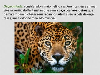 Onça-pintada: considerado o maior felino das Américas, esse animal 
vive na região do Pantanal e sofre com a caça dos fazendeiros que 
os matam para proteger seus rebanhos. Além disso, a pele da onça 
tem grande valor no mercado mundial. 
 