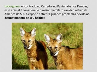 Lobo-guará: encontrado no Cerrado, no Pantanal e nos Pampas, 
esse animal é considerado o maior mamífero canídeo nativo da 
América do Sul. A espécie enfrenta grandes problemas devido ao 
desmatamento de seu habitat. 
 