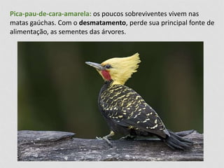 Pica-pau-de-cara-amarela: os poucos sobreviventes vivem nas 
matas gaúchas. Com o desmatamento, perde sua principal fonte de 
alimentação, as sementes das árvores. 
 