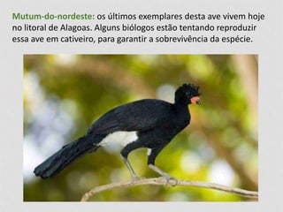Mutum-do-nordeste: os últimos exemplares desta ave vivem hoje 
no litoral de Alagoas. Alguns biólogos estão tentando reproduzir 
essa ave em cativeiro, para garantir a sobrevivência da espécie. 
 