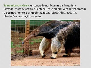 Tamanduá-bandeira: encontrado nos biomas da Amazônia, 
Cerrado, Mata Atlântica e Pantanal, esse animal vem sofrendo com 
o desmatamento e as queimadas das regiões destinadas às 
plantações ou criação de gado. 
 