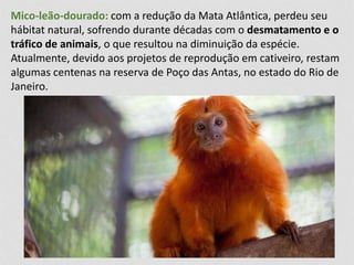 Mico-leão-dourado: com a redução da Mata Atlântica, perdeu seu 
hábitat natural, sofrendo durante décadas com o desmatamento e o 
tráfico de animais, o que resultou na diminuição da espécie. 
Atualmente, devido aos projetos de reprodução em cativeiro, restam 
algumas centenas na reserva de Poço das Antas, no estado do Rio de 
Janeiro. 
 