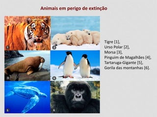 Animais em perigo de extinção 
Tigre [1], 
Urso Polar [2], 
Morsa [3], 
Pinguim de Magalhães [4], 
Tartaruga-Gigante [5], 
Gorila das montanhas [6]. 
 