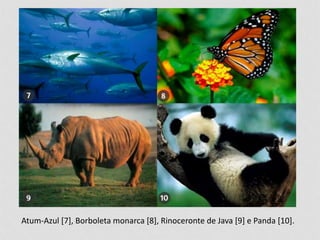 Atum-Azul [7], Borboleta monarca [8], Rinoceronte de Java [9] e Panda [10]. 
