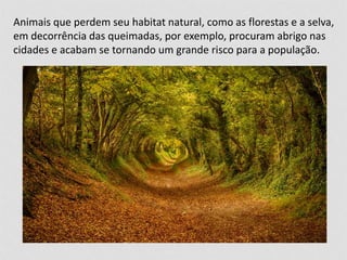 Animais que perdem seu habitat natural, como as florestas e a selva, 
em decorrência das queimadas, por exemplo, procuram abrigo nas 
cidades e acabam se tornando um grande risco para a população. 
 
