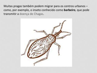 Muitas pragas também podem migrar para os centros urbanos – 
como, por exemplo, o inseto conhecido como barbeiro, que pode 
transmitir a doença de Chagas. 
 