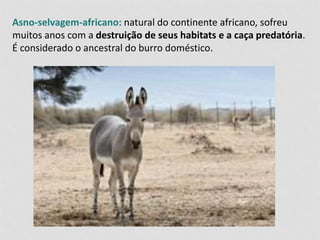 Asno-selvagem-africano: natural do continente africano, sofreu 
muitos anos com a destruição de seus habitats e a caça predatória. 
É considerado o ancestral do burro doméstico. 
 