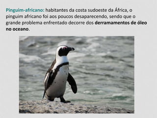 Pinguim-africano: habitantes da costa sudoeste da África, o 
pinguim africano foi aos poucos desaparecendo, sendo que o 
grande problema enfrentado decorre dos derramamentos de óleo 
no oceano. 
 
