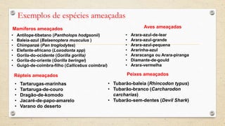 Exemplos de espécies ameaçadas
Mamíferos ameaçados
• Antílope-tibetano (Pantholops hodgsonii)
• Baleia-azul (Balaenoptera musculus )
• Chimpanzé (Pan troglodytes)
• Elefante-africano (Loxodonta spp)
• Gorila-do-ocidente (Gorilla gorilla)
• Gorila-do-oriente (Gorilla beringei)
• Guigó-de-coimbra-filho (Callicebus coimbrai)
Aves ameaçadas
• Arara-azul-de-lear
• Arara-azul-grande
• Arara-azul-pequena
• Ararinha-azul
• Araracanga ou Arara-piranga
• Diamante-de-gould
• Arara-vermelha
Répteis ameaçados
• Tartarugas-marinhas
• Tartaruga-de-couro
• Dragão-de-komodo
• Jacaré-de-papo-amarelo
• Varano do deserto
Peixes ameaçados
• Tubarão-baleia (Rhincodon typus)
• Tubarão-branco (Carcharodon
carcharias)
• Tubarão-sem-dentes (Devil Shark)
 