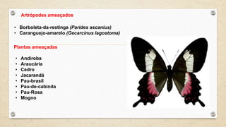 Artrópodes ameaçados
• Borboleta-da-restinga (Parides ascanius)
• Caranguejo-amarelo (Gecarcinus lagostoma)
Plantas ameaçadas
• Andiroba
• Araucária
• Cedro
• Jacarandá
• Pau-brasil
• Pau-de-cabinda
• Pau-Rosa
• Mogno
 