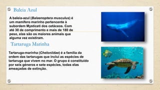 Baleia Azul
A baleia-azul (Balaenoptera musculus) é
um mamífero marinho pertencente à
subordem Mysticeti dos cetáceos. Com
até 30 de comprimento e mais de 180 de
peso, elas são os maiores animais que
alguma vez existiram.
Tartaruga Marinha
Tartaruga-marinha (Cheloniidae) é a família da
ordem das tartarugas que inclui as espécies de
tartaruga que vivem no mar. O grupo é constituído
por seis géneros e sete espécies, todas elas
ameaçadas de extinção.
 