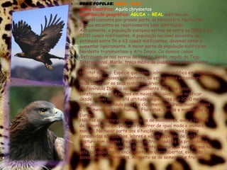 Nome popular: ÁGUIA - REALNome Científico: Aquila chrysaetosDistribuição geográfica: ÁGUIA - REALdistribui-se geograficamente por grande parte do Hemisfério Norte. Na Europa encontra-se relativamente bem distribuída.Actualmente, a população europeia estima-se entre os 5000 e os 7200 casais nidificantes. A população nacional encontra-se estimada entre 56 e 63 casais nidificantes, devendo estar a aumentar ligeiramente. A maior parte da população nidifica no Nordeste transmontano e Alto Douro. Os demais casais distribuem-se nas serras da Peneda, Gerês, região do Tejo Internacional, Marão, troço médio do Guadiana e pontualmente noutras áreas.Habitat natural: Espécie que essencialmente nidifica em habitats rupícolas (rochosos), no entanto, se estes meios escassearem pode construir os seus ninhos em árvores.Na Península Ibérica aproximadamente 90% dos casais constroem os seus ninhos em meios rupícolas. Pode nidificar desde o nível do mar até altitudes superiores aos 2000 metros. Contudo, na Península prefere claramente as áreas montanhosas e com menor pressão humana. Florestas, serras e montanhas da Europa.Hábitos alimentares: Alimenta-se de mamíferos, aves e répteis de tamanho médio, podendo recorrer de igual modo a animais mortos. Na maior parte das situações, as principais presas consumidas são coelhos, lebres e várias espécies de galiformes. Captura com alguma frequência outras espécies de predadores, como raposas ou genetas. Geralmente, captura as suas presas no solo, caçando preferencialmente em áreas abertas, evitando zonas muito arborizadas. Alimenta-se de sementes e frutas. 