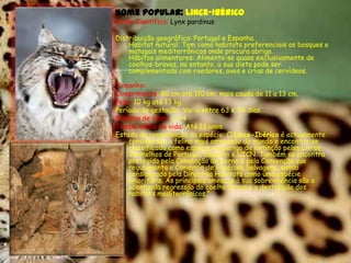 Nome popular: Lince-IbéricoNome Científico: Lynx pardinusDistribuição geográfica: Portugal e Espanha.Habitat natural: Tem como habitats preferenciais os bosques e matagais mediterrânicos onde procura abrigo.Hábitos alimentares: Alimenta-se quase exclusivamente de coelhos-bravos, no entanto, a sua dieta pode ser complementada com roedores, aves e crias de cervídeos.Tamanho:Comprimento: 80 cm até 110 cm; mais cauda de 11 a 13 cm.Peso:10 kg até 13 kg.Período de gestação: Varia entre 63 e 74 dias.Número de crias: 1 a 4Tempo médio de vida: Até 13 anos.Estado de conservação da espécie: O Lince-Ibérico é actualmente considerado o felino mais ameaçado do mundo e encontra-se classificado como espécie em perigo de extinção pelos Livros Vermelhos de Portugal, Espanha e UICN. Também se encontra protegido pela Convenção de Berna e pela Convenção que regulamenta o Comércio de Espécies Selvagens, sendo considerado pela Directiva Habitats como uma espécie prioritária. As principais ameaças à sua sobrevivência são a acentuada regressão do coelho-bravo e a destruição dos habitats mediterrânicos."