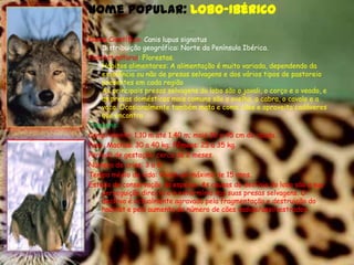 Nome popular: Lobo-IbéricoNome Científico: Canis lupus signatusDistribuição geográfica: Norte da Península Ibérica.Habitat natural: Florestas.Hábitos alimentares: A alimentação é muito variada, dependendo da existência ou não de presas selvagens e dos vários tipos de pastoreio presentes em cada regiãoAs principais presas selvagens do lobo são o javali, o corço e o veado, e as presas domésticas mais comuns são a ovelha, a cabra, o cavalo e a vaca. Ocasionalmente também mata e come cães e aproveita cadáveres que encontraTamanho:Comprimento: 1,10 m até 1,40 m; mais 30 a 45 cm de cauda.Peso: Machos: 30 a 40 kg; Fêmeas: 25 a 35 kg.Período de gestação: cerca de 2 meses.Número de crias: 3 a 8Tempo médio de vida: Vivem um máximo de 15 anos.Estado de conservação da espécie: As causas do declínio do lobo são a sua perseguição directa e o extermínio das suas presas selvagens. O declínio é actualmente agravado pela fragmentação e destruição do habitat e pelo aumento do número de cães vadios/assilvestrados