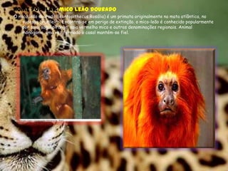 Nome popular: mico leão dourado O mico leão dourado (leontopithecus Rosália) é um primata originalmente na mata atlântica, no sudeste brasileiro. Encontra-se em perigo de extinção. o mico-leão é conhecido popularmente por saiu, sagui piranga, saia vermelho mico e outros denominações regionais. Animal monógamo, uma vez formado o casal mantém-se fiel.      