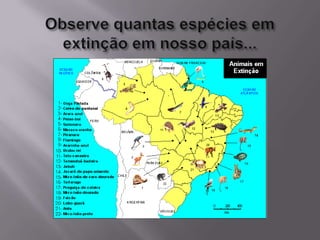 Observe quantas espécies em extinção em nosso país...