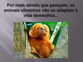 Por mais dóceis que pareçam, os animais silvestres não se adaptam à vida doméstica...