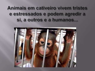 Animais em cativeiro vivem tristes e estressados e podem agredir a si, a outros e a humanos...