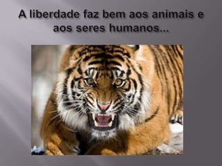A liberdade faz bem aos animais e aos seres humanos...