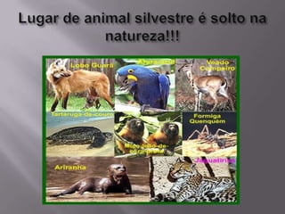 Lugar de animal silvestre é solto na natureza!!!