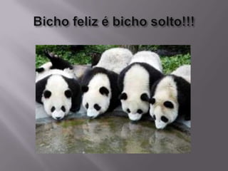 Bicho feliz é bicho solto!!!