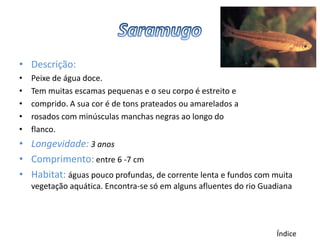 • Descrição:
•   Peixe de água doce.
•   Tem muitas escamas pequenas e o seu corpo é estreito e
•   comprido. A sua cor é de tons prateados ou amarelados a
•   rosados com minúsculas manchas negras ao longo do
•   flanco.
• Longevidade: 3 anos
• Comprimento: entre 6 -7 cm
• Habitat: águas pouco profundas, de corrente lenta e fundos com muita
    vegetação aquática. Encontra-se só em alguns afluentes do rio Guadiana




                                                                     Índice
 