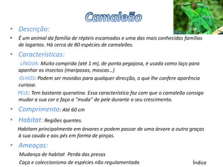 • Descrição:
•   É um animal da família de répteis escamados e uma das mais conhecidas famílias
    de lagartos. Há cerca de 80 espécies de camaleões.
• Características:
     LÍNGUA: Muito comprida (até 1 m), de ponta pegajosa, é usada como laço para
    apanhar os insectos (mariposas, moscas…)
    OLHOS: Podem ser movidos para qualquer direcção, o que lhe confere aparência
    curiosa.
    PELE: Tem bastante queratina. Essa característica faz com que o camaleão consiga
    mudar a sua cor e faça a "muda" de pele durante o seu crescimento.
• Comprimento: Até 60 cm
• Habitat: Regiões quentes.
    Habitam principalmente em árvores e podem passar de uma árvore a outra graças
    à sua cauda e aos pés em forma de pinças.
• Ameaças:
    Mudança de habitat Perda das presas
    Caça e coleccionismo de espécies não regulamentada                         Índice
 