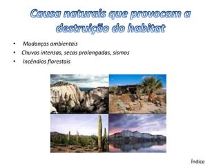 • Mudanças ambientais
• Chuvas intensas, secas prolongadas, sismos
• Incêndios florestais




                                               Índice
 