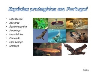 •   Lobo Ibérico
•   Abetarda
•   Águia Pesqueira
•   Saramugo
•   Lince Ibérico
•   Camaleão
•   Foca-Monge
•   Morcego




                      Índice
 