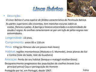 • Descrição:
 O Lince Ibérico é uma espécie de felídeo característica da Península Ibérica.
 As partes superiores são cinzentas, tem manchas escuras sobre as
  costas, flancos e patas. A barriga é branca amarelada e a extremidade da
  cauda é negra. As orelhas caracterizam-se por um tufo de pêlos negros nas
  extremidades.
 Longevidade: 13 anos.
 Comprimento: entre 85 e 110 cm
 Peso: 13 kg (as fêmeas são um pouco mais leves)
 Habitat: regiões montanhosas (Malcata e S. Mamede), áreas planas do Sul
  e Centro (Vale do Sodo, Vale do Guadiana)
Ameaças: Perda do seu habitat (bosque e matagal mediterrâneo)
Desaparecimento progressivo das populações de coelhos bravos (sua
  principal presa) Caça e perseguição do Homem
Protegido por lei, em Portugal, desde 1967.                              Índice
 