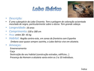 • Descrição:
•   É uma subespécie do Lobo Cinzento. Tem a pelagem de coloração acizentada
    mesclada de negro, particularmente sobre o dorso. Tem grande cabeça.
•   Longevidade: 16 anos
• Comprimento: 130 a 180 cm
• Peso: entre 30– 45 kg
• Habitat: Região centro-este, em zonas de fronteira com Espanha
     Embora cace quase sempre sozinho, o Lobo-ibérico vive em alcateia.
• Ameaças:
    Envenenamento
    Caça
    Destruição do seu habitat (construção estradas, edifícios…)
    Presença do Homem a alcateia varia entre os 3 a 10 indivíduos.



                                                                          Índice
 