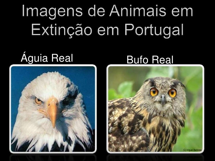 Animais Em Via De Extinção Em Portugal