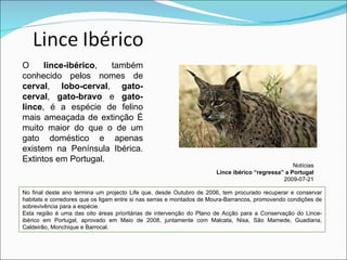 O  lince-ibérico , também conhecido pelos nomes de  cerval ,  lobo-cerval ,  gato-cerval ,  gato-bravo  e  gato-lince , é a espécie de felino mais ameaçada de extinção É muito maior do que o de um gato doméstico e apenas existem na Península Ibérica. Extintos em Portugal. Notícias Lince ibérico “regressa” a Portugal 2009-07-21 No final deste ano termina um projecto Life que, desde Outubro de 2006, tem procurado recuperar e conservar habitats e corredores que os ligam entre si nas serras e montados de Moura-Barrancos, promovendo condições de sobrevivência para a espécie. Esta região é uma das oito áreas prioritárias de intervenção do Plano de Acção para a Conservação do Lince-ibérico em Portugal, aprovado em Maio de 2008, juntamente com Malcata, Nisa, São Mamede, Guadiana, Caldeirão, Monchique e Barrocal. 